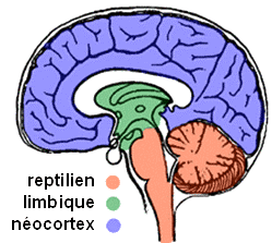 cerveau limbique et reptilien